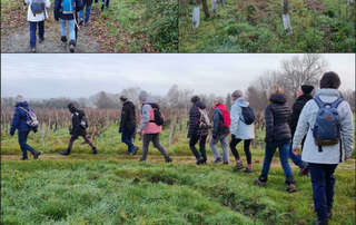 marche du 29/12/2024 - Breuillet - Coulonges - Mornac - Plordonnier - Le Montil