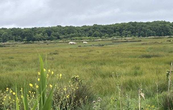 marche du 15/04/2026 - St Just Luzac - Pas de la Vache - Le Petit Gemeux